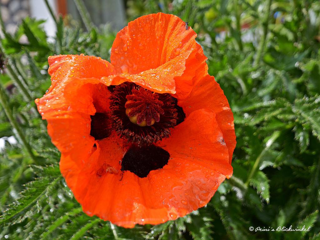 Fruehstueckspension Lemberger Dellach im Drautal Exterior foto